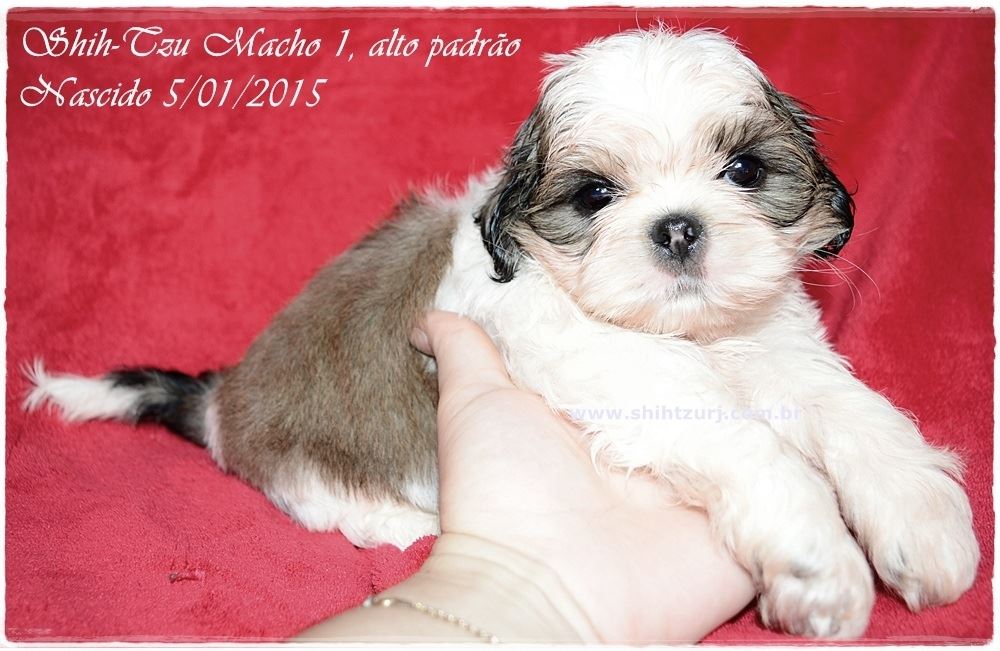 venda de cachorro da raça shih tzu